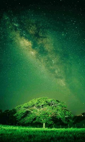 Tree and Stars in Green - 15p
